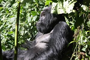 Фото Обезьяны