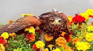 Картинка Птицы Орел над цветами животное