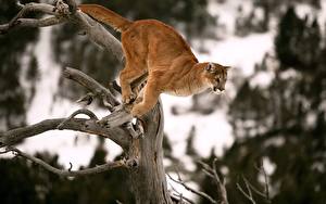 Фото Большие кошки Пума прыгает Животные