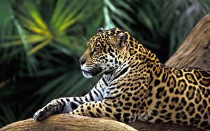 Фотография Большие кошки Ягуары