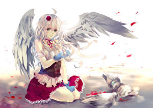 Картинки Touhou Collection Девушка, крылья, голуби Девушки