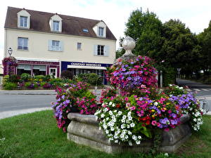 Картинки Петуния Франция, Шаване