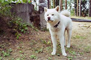 Картинки Собака Акита-ину акита-ину Животные