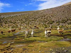 Фотографии Парнокопытные Salar de Uyuni (Bolivia) животное