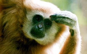 Обои Обезьяны