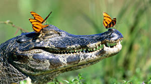 Обои Крокодил бабочки на крокодиле животное