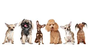 Картинка Собака Чихуахуа Пуделя Животные