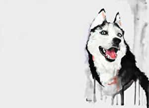 Картинка Собаки Хаски Животные