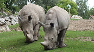 Картинки Носороги Животные