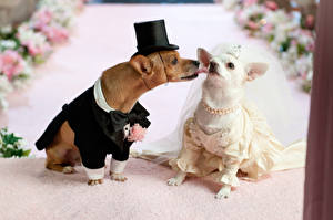 Фотография Собаки Чихуахуа собачья свадьба животное