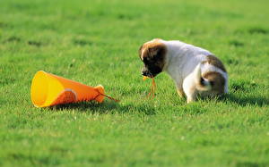 Фотография Собака Джек-рассел-терьер Щенков на траве Животные