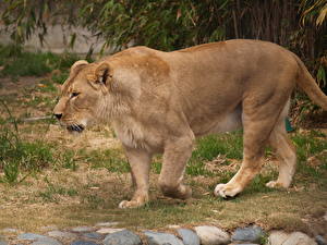 Фото Большие кошки Львы Львица животное