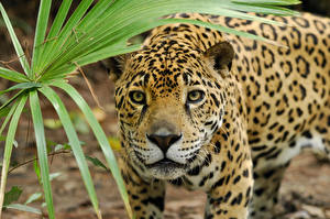 Фотографии Большие кошки Ягуары животное