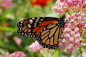 Фотографии Насекомое Бабочки Данаида монарх Животные