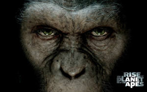 Фотография Восстание планеты обезьян Фильмы
