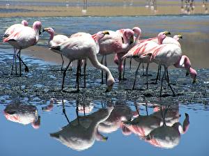 Фотографии Птицы Фламинго Животные
