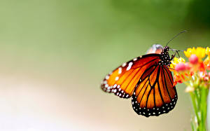 Обои Насекомое Бабочки Данаида монарх Животные