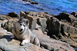 Фото Собаки Хаски Аляскинский маламут