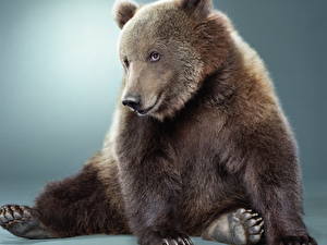 Фотографии Медведь Бурые Медведи