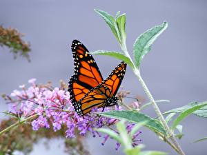 Фотографии Насекомые Бабочки Данаида монарх животное