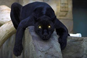 Фотография Большие кошки Пантеры Смотрят Лапы Морда Животные