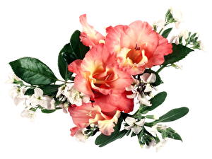 Обои для рабочего стола Гладиолусы цветок