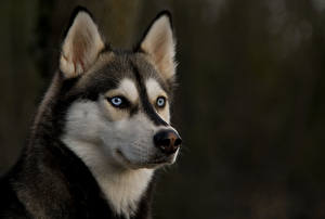 Картинка Собака Хаски Huskies животное