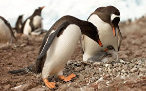Фотография Пингвины животное