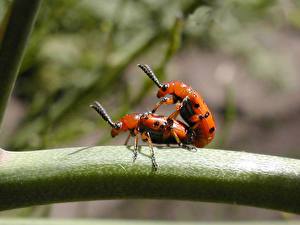 Картинка Насекомые Жуки животное