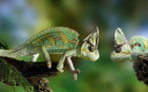 Картинка Рептилии Животные