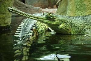 Фотографии Крокодилы Животные