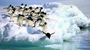 Обои Пингвины Adelie Penguins, Antarctica животное