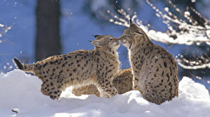 Фотографии Большие кошки Рыси Eurasian Lynx Pair, Germany Животные