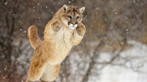 Фотография Большие кошки Пума Leaping Cougar Животные