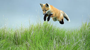 Фото Лисы Leaping Red Fox Pup, Saskatchewan Животные