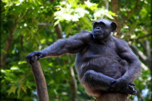 Обои для рабочего стола Обезьяны Животные