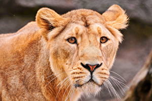 Фотографии Большие кошки Лев Львица животное