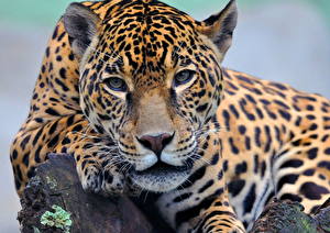 Картинки Большие кошки Ягуар животное