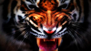 Картинка Большие кошки Тигры животное