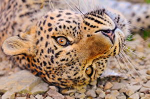 Фотография Большие кошки Леопард Животные