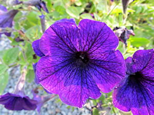 Фотография Петунья Цветы