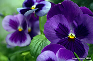 Фото Фиалка трёхцветная