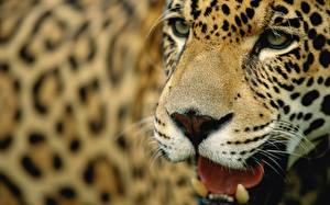 Фотография Большие кошки Ягуары Животные