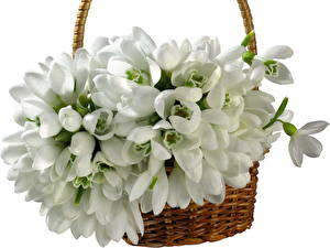 Фото Подснежники