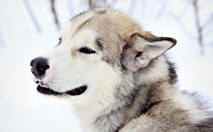 Картинка Собака Аляскинский маламут