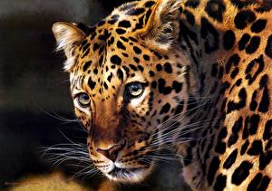 Картинки Большие кошки Леопарды