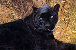 Картинка Большие кошки Пантеры животное
