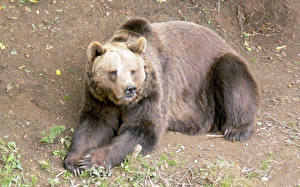 Фотографии Медведи Гризли животное