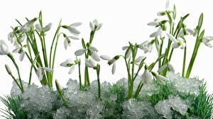 Фото Галантус