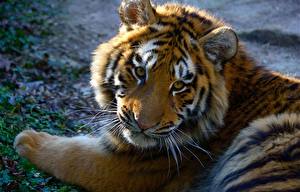 Фотографии Большие кошки Детеныши Животные